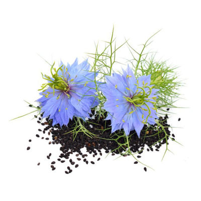 Kutsal Tohum “Çörek Otu ve Çörek Otu Yağı"