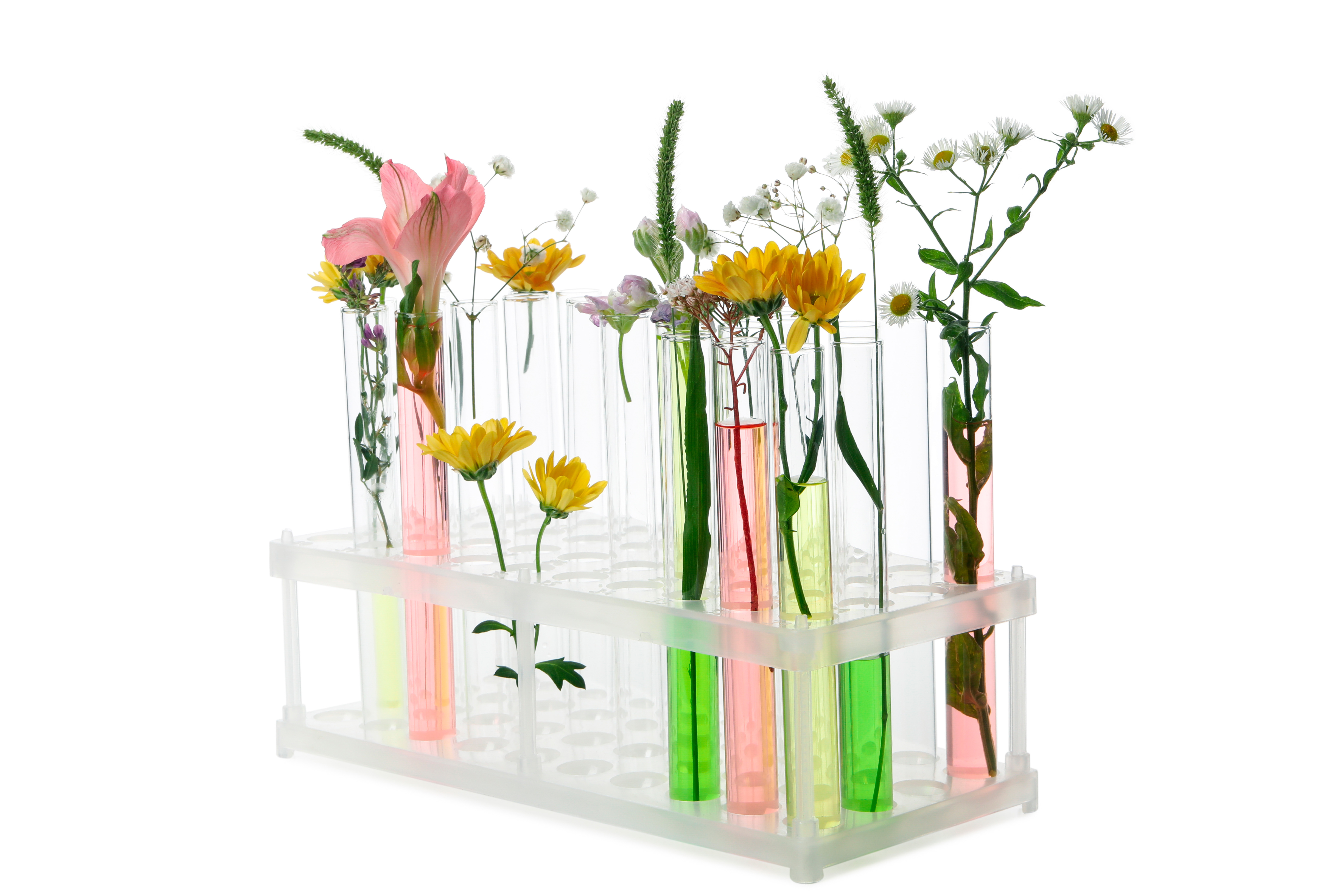 Ülkemizin Bitki Zenginliği ve Fitoterapi