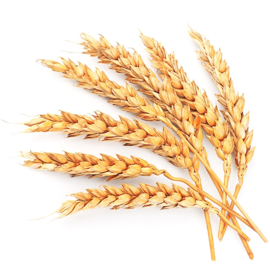 Buğday Yağı resmi