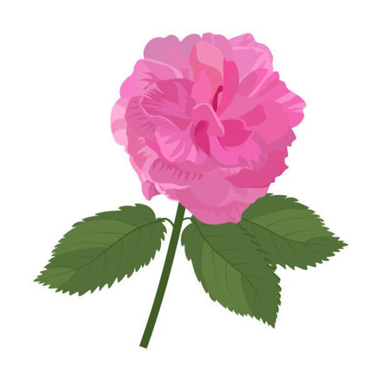 GÜL HİDROSOL resmi