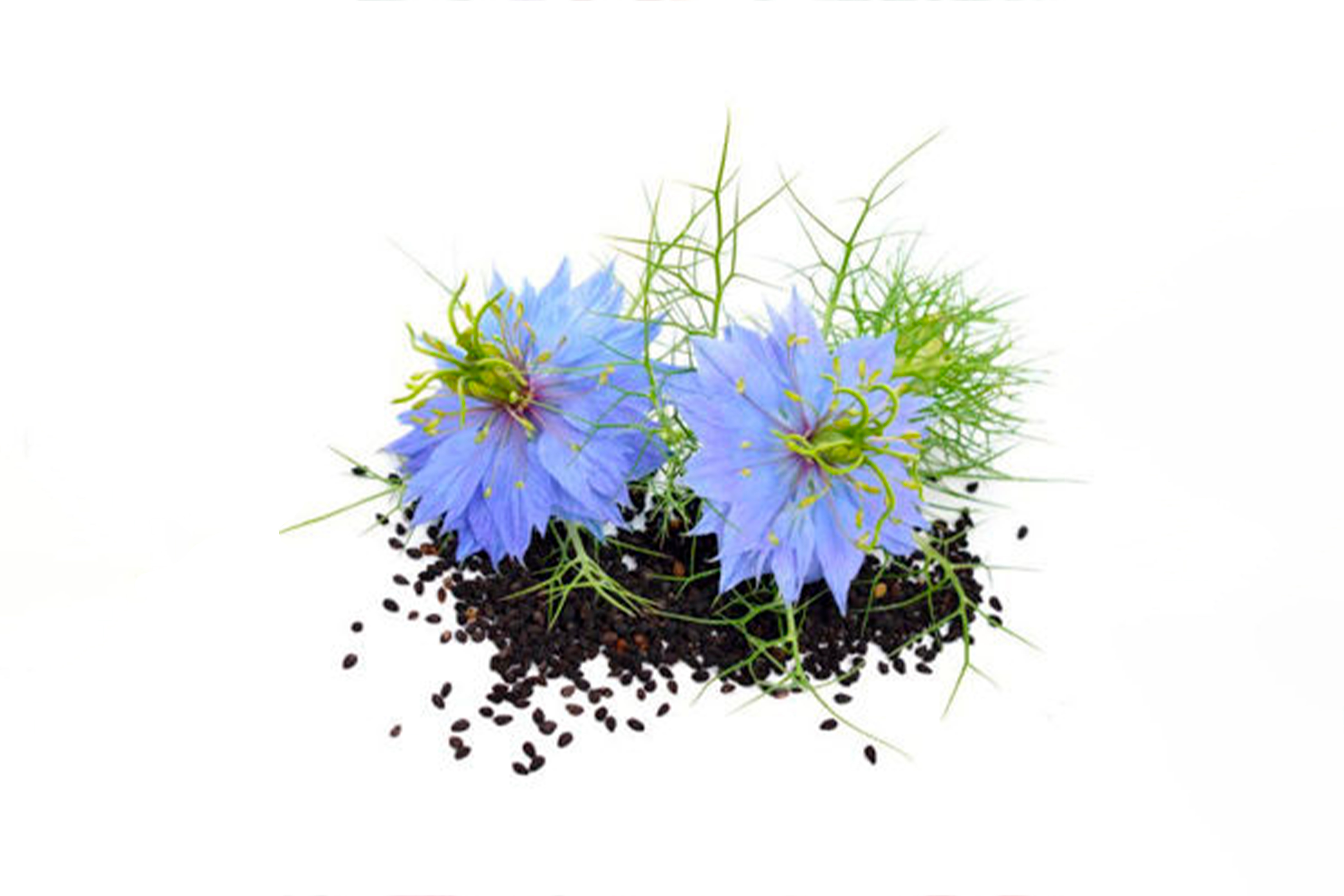 Kutsal Tohum “Çörek Otu ve Çörek Otu Yağı"