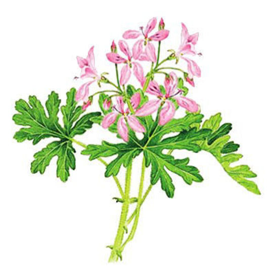 ITIR HİDROSOL resmi